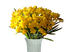 Голден Харвист